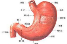 长期养胃还是迅速护胃？成年人两个都要！